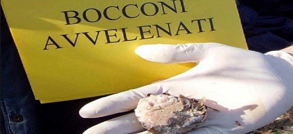Esche avvelenate a Riva del Garda: le analisi del laboratorio confermano la presenza di un potente topicida